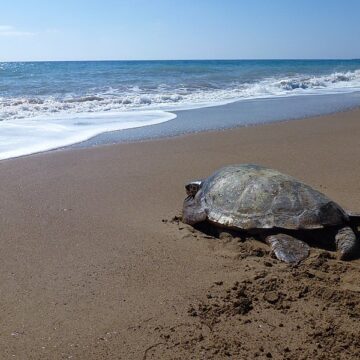 ATTUALITA’. TOSCANA. MARE TROPPO CALDO E PER POTER NIDIFICARE LE TARTARUGHE EMIGRANO SULLE COSTE