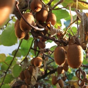 FOOD. LAZIO. KIWI GIALLO E VERDE: L’AGRO PONTINO GUIDA LA PRODUZIONE NAZIONALE