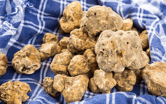 Schermata 2025-10-17 alle 14.24.27 (1) FOOD. UMBRIA. L’ORO BIANCO RITORNA A CITTÀ DI CASTELLO: IL SALONE DEL TARTUFO BIANCO PRONTO A INCANTARE