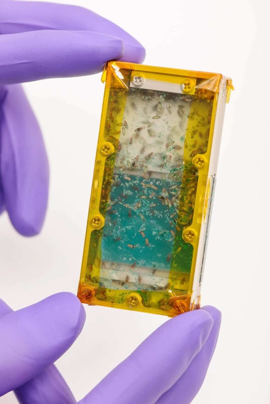 577552204_10229151306676557_4023850406762269090_n (1) SPAZIO. FRANCIA. IL MENÙ SPAZIALE DEL FUTURO: L’ESA ESPLORA GLI INSETTI PER NUTRIRE GLI ASTRONAUTI