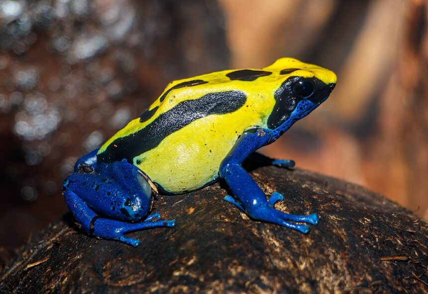 Dendrobates_tinctorius_-_Karlsruhe_Zoo_03 ATTUALITA’. GERMANIA. L’AVVELENAMENTO DI NAVALNY E LA LUNGA SCIA DI CASI SIMILI