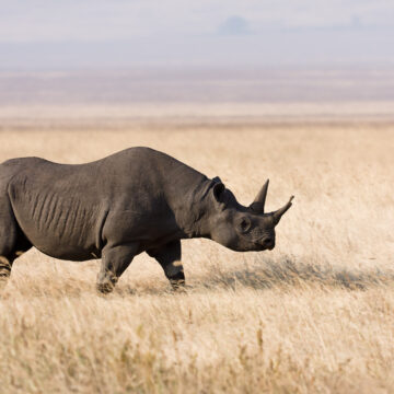 AMBIENTE. SUDAFRICA. CALA DEL 16% IL BRACCONAGGIO DEI RINOCERONTI. LA STRATEGIA DELLA PREVENZIONE ￼ FUNZIONA