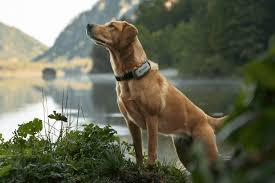 download-2 TECNOLOGIA. AUSTRIA. IL BOOM DELLA PET TECH: BENDING SPOONS CONQUISTA L’AUSTRIACA TRACTIVE E SCOMMETTE SULL’ORO A QUATTRO ZAMPE